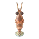 Tiger Prawn