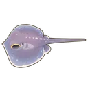 Whiptail Stingray
