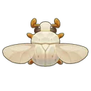 White Scarab Beetle