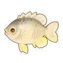 Yellowfin Seabream