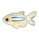 Zebrafish